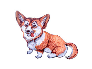 Corgi dog. Hand drawn illustration isolated.