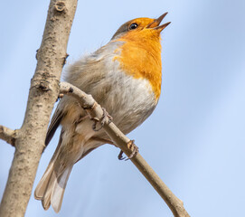 Singendes Rotkehlchen im Baum