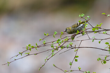 Female Eurasian siskin (Spinus spinus), Scotland