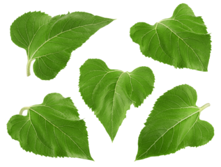 Sunflower leaves, isolated on white background, full depth of field