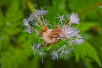 fleur de pissenlit fané