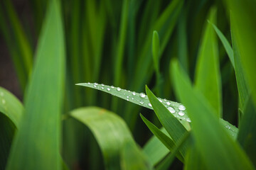 grass with dew drops