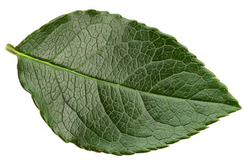 Rose leaves, isolated on white background, full depth of field
