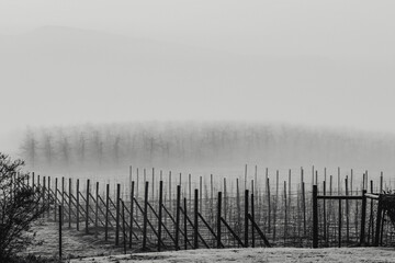 Empty fruit orchard in the mist
