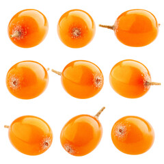 Sea buckthorn isolated on white background, full depth of field