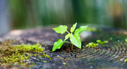 Young plant growing on dead stump