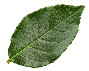 Rose leaves, isolated on white background, full depth of field