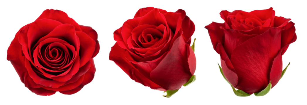 Rose isolated on white background, full depth of field