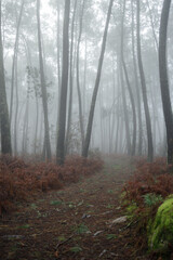 Obraz premium fog in the forest