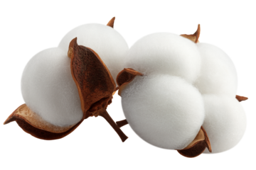 Cotton flower isolated on white background, full depth of field