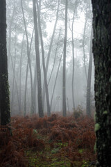 Obraz premium fog in the forest