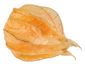 Cape gooseberry, physalis isolated on white background, full depth of field
