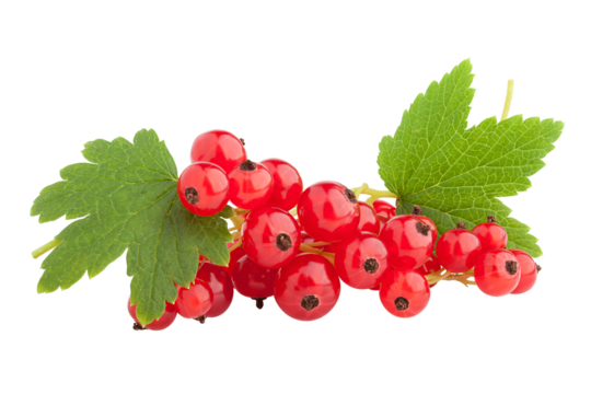 Red currant isolated on white background, full depth of field