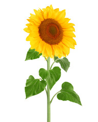 sunflower, isolated on white background, full depth of field