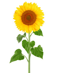 sunflower, isolated on white background, full depth of field