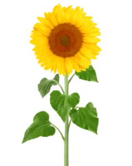 Rolgordijnen sunflower, isolated on white background, full depth of field © grey