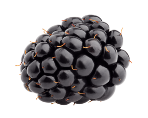 Blackberry isolated on white background, full depth of field