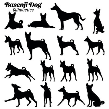 Basenji dog silhouettes vector illustration set.