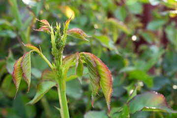 Aphids on young rose buds. Diseases, parasites, pests of roses. Garden pest of plants.