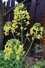 Blooming kohlrabi-turnip cabbage (Brassica oleracea var. gongylodes L.) in the spring garden