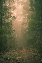 Obraz premium misty morning in the forest