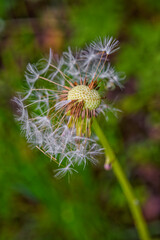 fleur de pissenlit fané