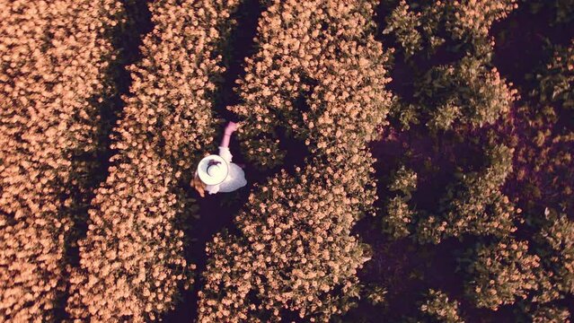 Drone footage of a girl with white dress and hat in yellow flower meadow in sunset