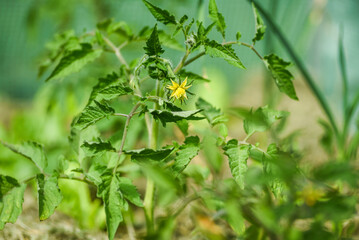 Yellow tomato flowers on a bush in the garden blooming in autumn.