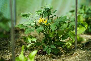 Yellow tomato flowers on a bush in the garden blooming in autumn.