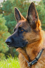 Naklejka premium Owczarek Niemiecki, dumny i tajemniczy. Leniwie wylegujący się na łonie przyrody.