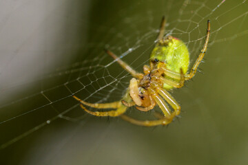 petite araignée verte sur sa toile