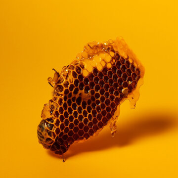 Panal de abejas con miel