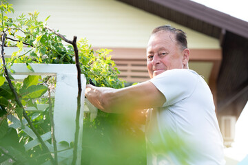 A senior gardener man in his garden, he prepares his tree gate plants for the terrace.