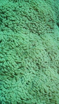 Vertical video, Close-up, Colonies of Flowerpot coral or Anemone coral (Goniopora columna), Slow motion. Coral polyps feed by filtering on plankton. Natural background of coral polyps.
