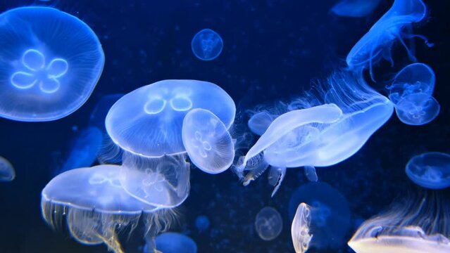 Relaxing underwater video of floating luminescent sea jellyfish or medusa in fluorescent light