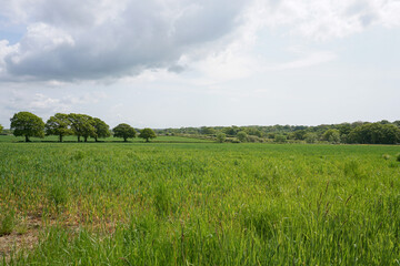 lush green farmland. scenic view over countryside fields during early summer. rural landscape 