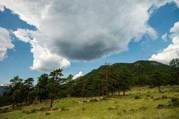 Pine Trees Speckle The Grassy Hill Side