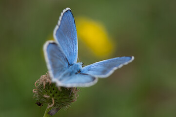 Polyommatus bellargus - Lysandra bellargus - Adonis Blue - Azuré bleu-céleste