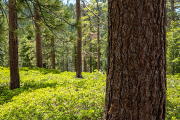 Pine Tree Grove With Manzanita Covering The Forest Floor