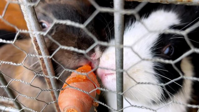 Two rabbits are nibbling together on a carrot sticking out of a fence net