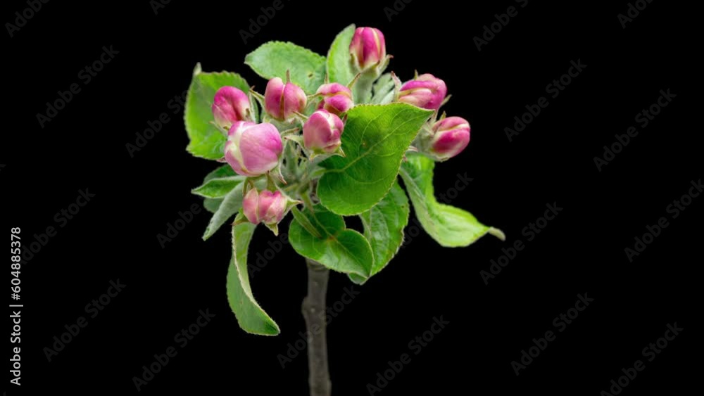 Wall mural 4K Time Lapse of blooming Apple flowers on black background. Spring timelapse of opening beautiful flowers on branches Apple tree.