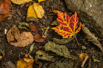 Red and Orange Leaf Sits on the Forest Floor