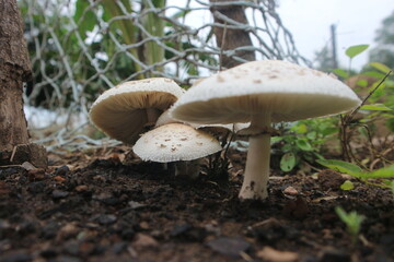 Delicate Edible Mushroom in Forest