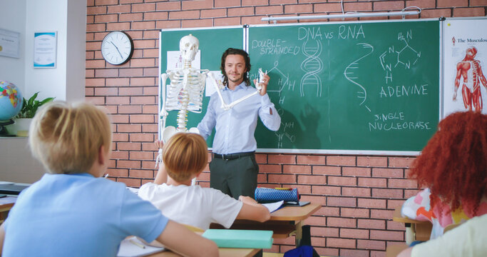 Smart caucasian teacher explaining human anatomy to curious elementary students by showing on skeleton. Concept of childhood, science and education.