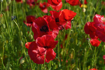 Flowers at the Biblioteca degli Alberi, Milan, Italy