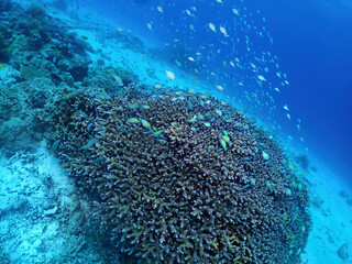 Hard coral and Blue Green Chromis in Zamami, Kerama