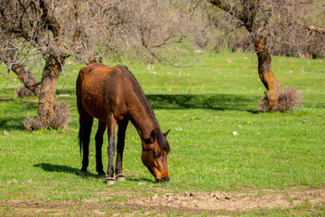 Naklejka premium Horse and newborn foal on the background of mountains, a herd of horses graze in a meadow in summer and spring, the concept of cattle breeding, with place for text.