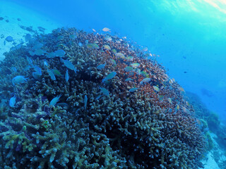 Obraz premium Hard coral and Blue Green Chromis in Zamami, Kerama