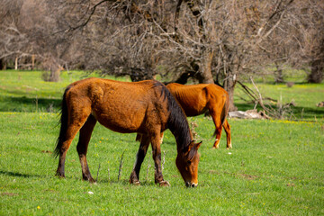 Fototapeta premium Horse and newborn foal on the background of mountains, a herd of horses graze in a meadow in summer and spring, the concept of cattle breeding, with place for text.