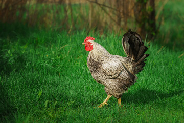 cute rooster crowing on the farm.